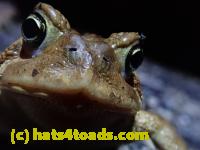 /home//u458753944/public_html/sourcegallery//Roxborough Toad Detour/2021/2021-03-28/P3280081.JPG